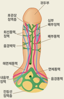 음경배부신경차단술